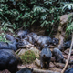 Illustration for article titled Natures Candids: The Best Wildlife Camera-Trap Photography Of 2014